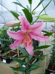 [6285 Lilium 68 No01.JPG]